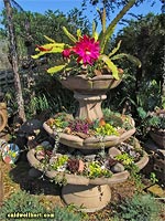 DSC01733-CayDee-Cactus-Fountain-200h.jpg