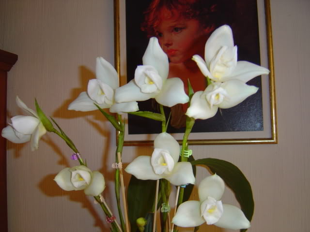 DSC01736.jpg