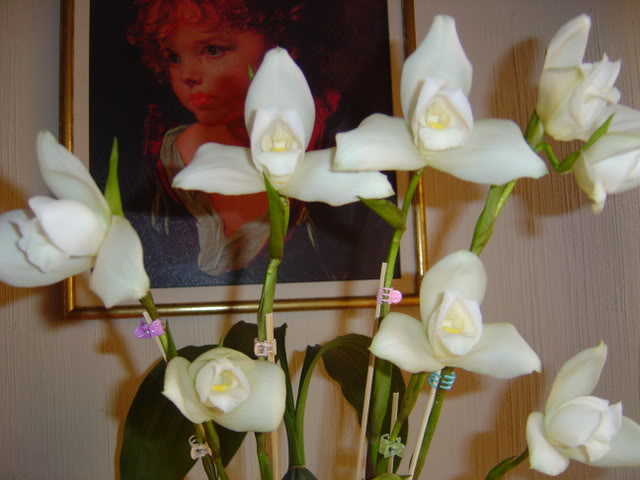 DSC01739.jpg