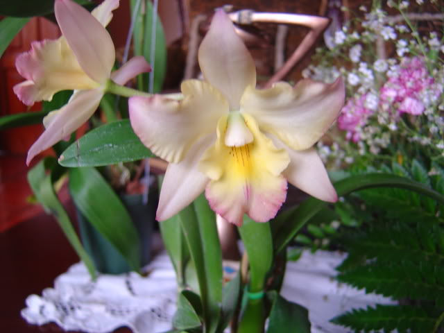 DSC01752.jpg