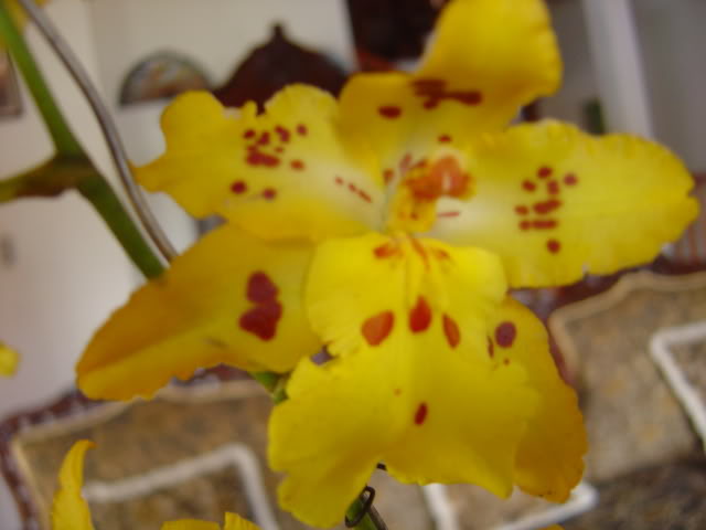 DSC01757.jpg