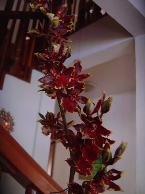 DSC01761-1.jpg