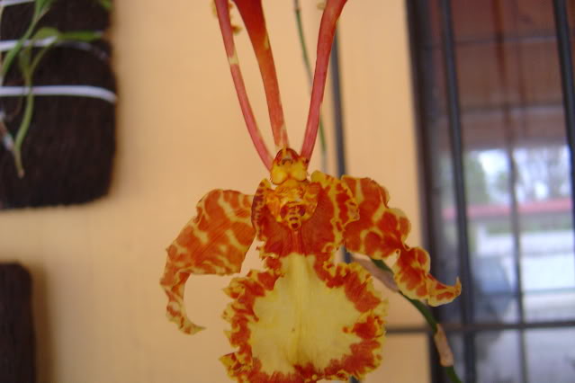 DSC01772.jpg