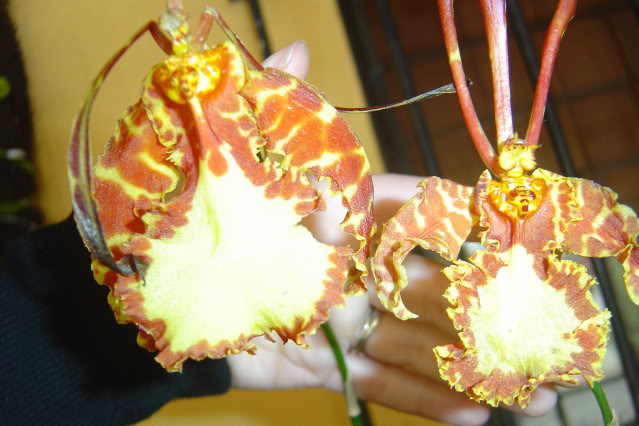 DSC01774.jpg