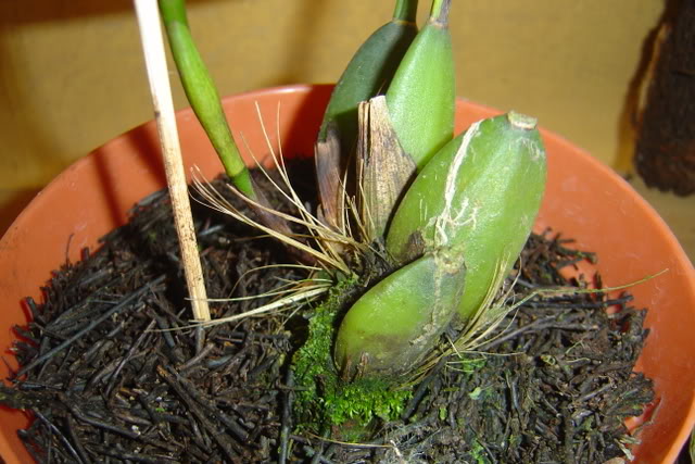 DSC01776.jpg
