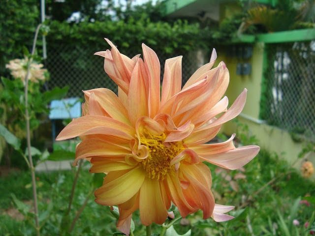 DSC01778.JPG