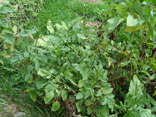 DSC01779.JPG