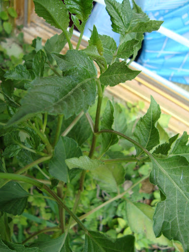 DSC01780.JPG