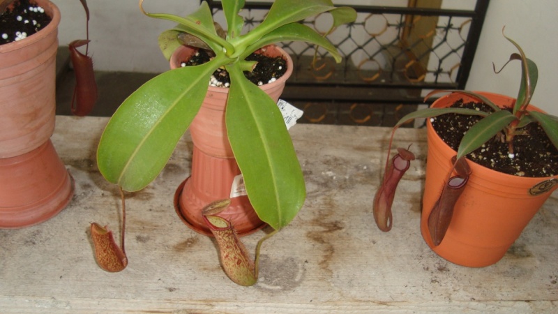 dsc01817_800x600.jpg