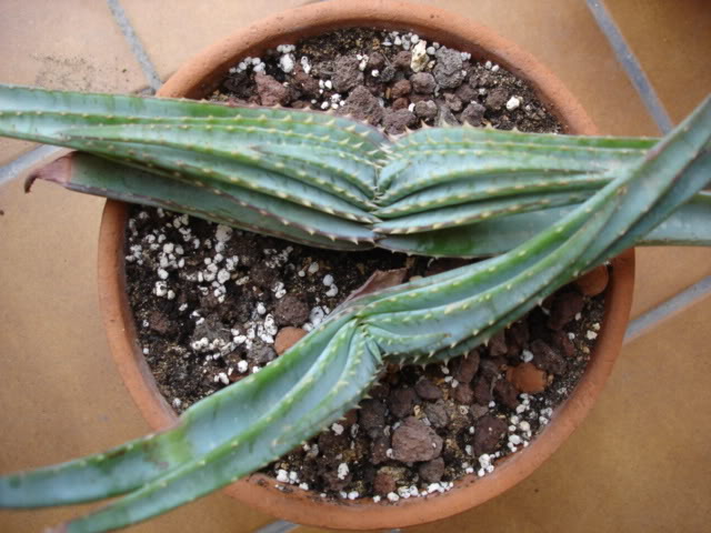 DSC01829AloeSuprafoliata.jpg