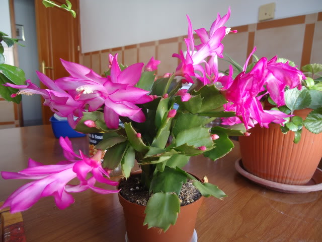 DSC01844.jpg