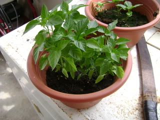 DSC01854.jpg