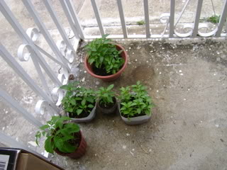 DSC01855.jpg