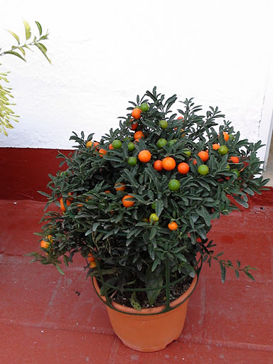 DSC01855.JPG