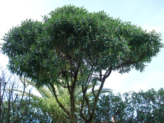 DSC01882-1.jpg