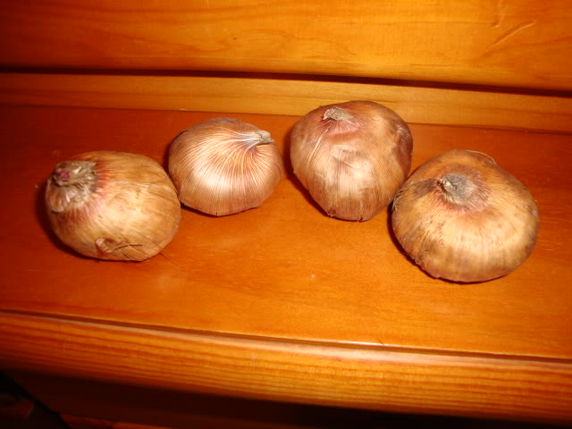 DSC01886.jpg