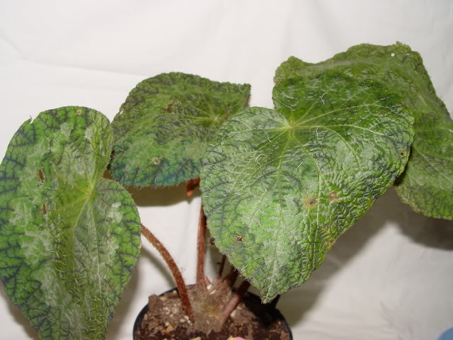 DSC01888.jpg