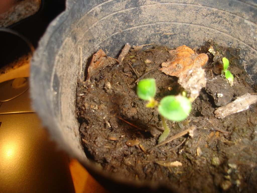 DSC01908.jpg