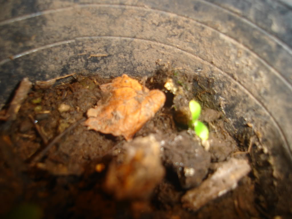 DSC01909.jpg
