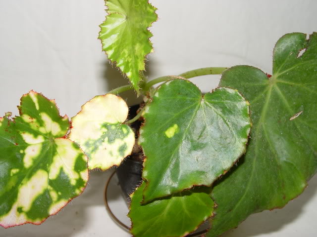 DSC01911.jpg