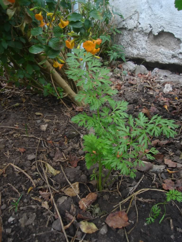 DSC01929.jpg