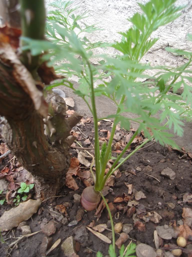 DSC01930.jpg