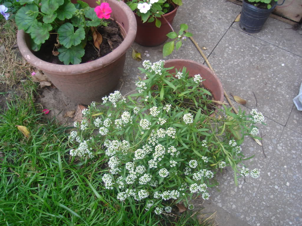 DSC01939.jpg