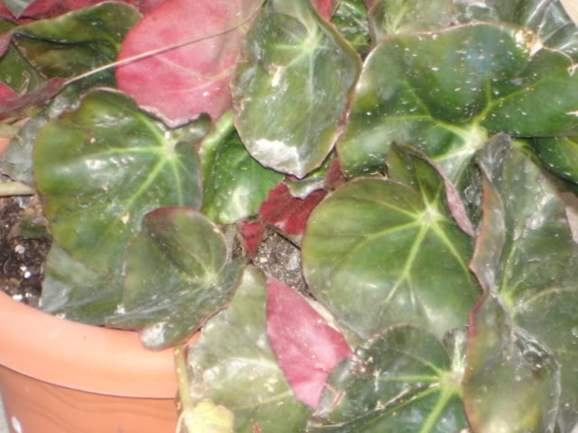 DSC01974.jpg