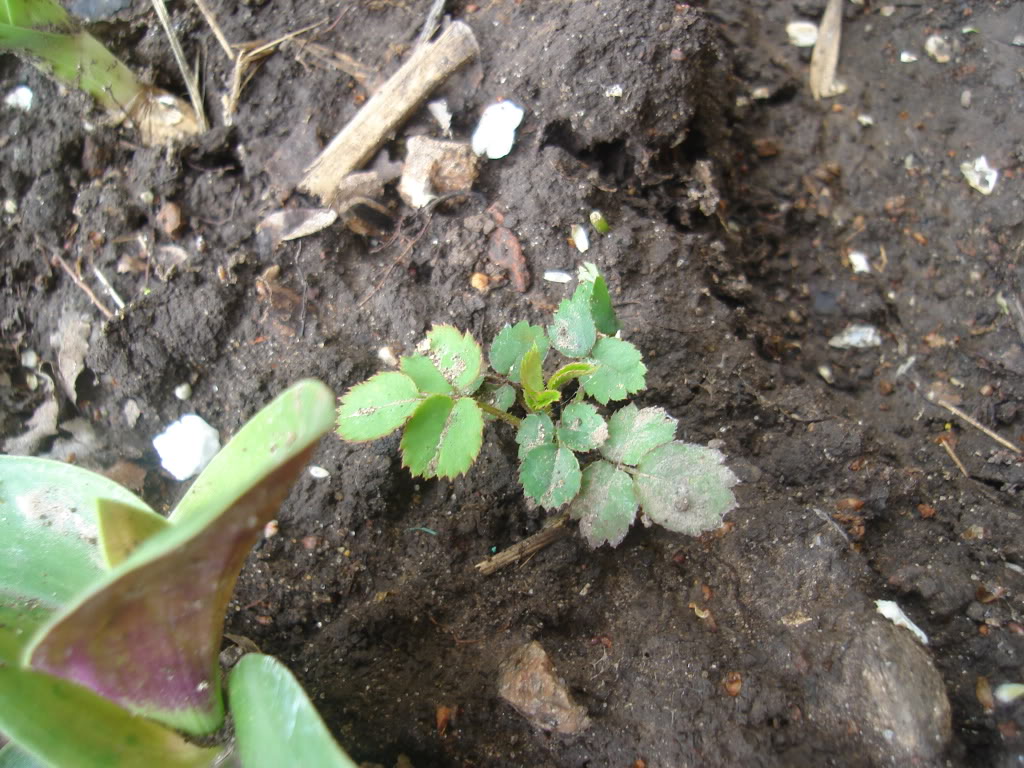 DSC01981.jpg