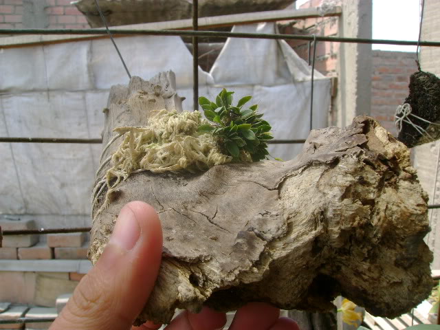 DSC02002.jpg