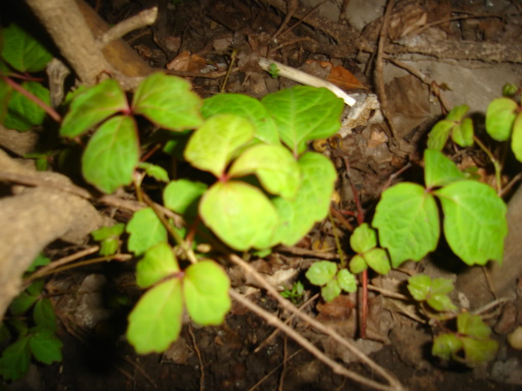 DSC02003.jpg
