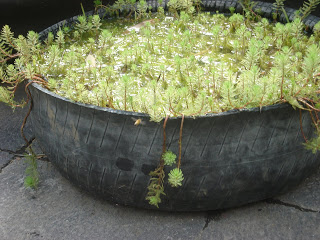 DSC02006.JPG