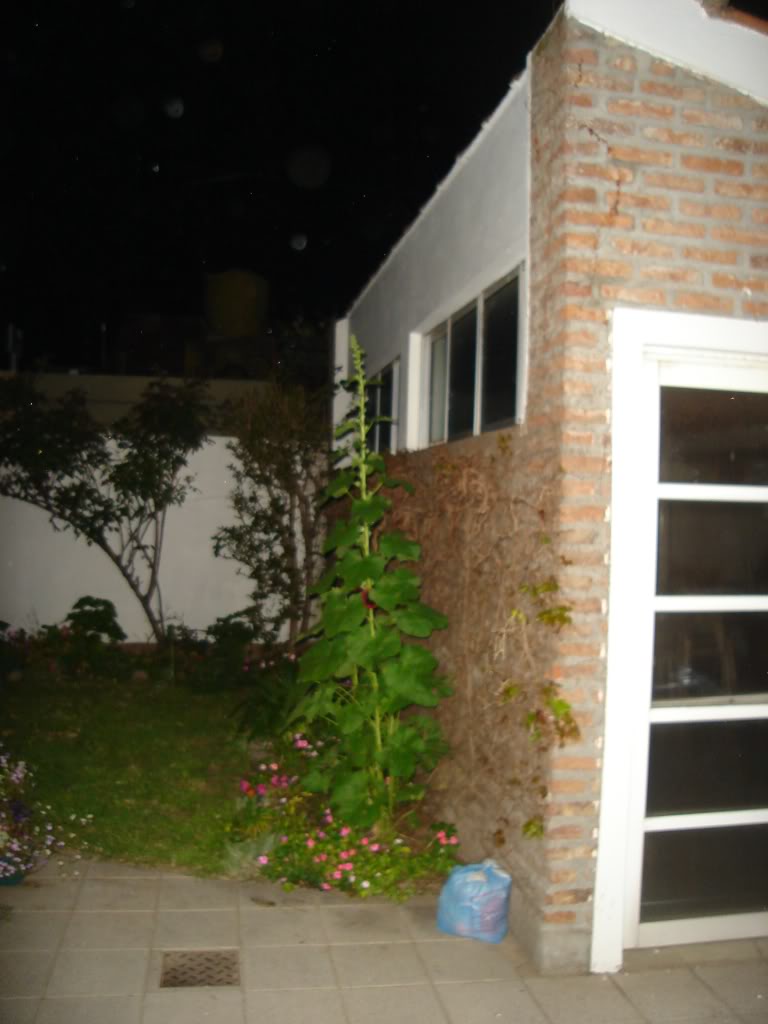 DSC02009.jpg