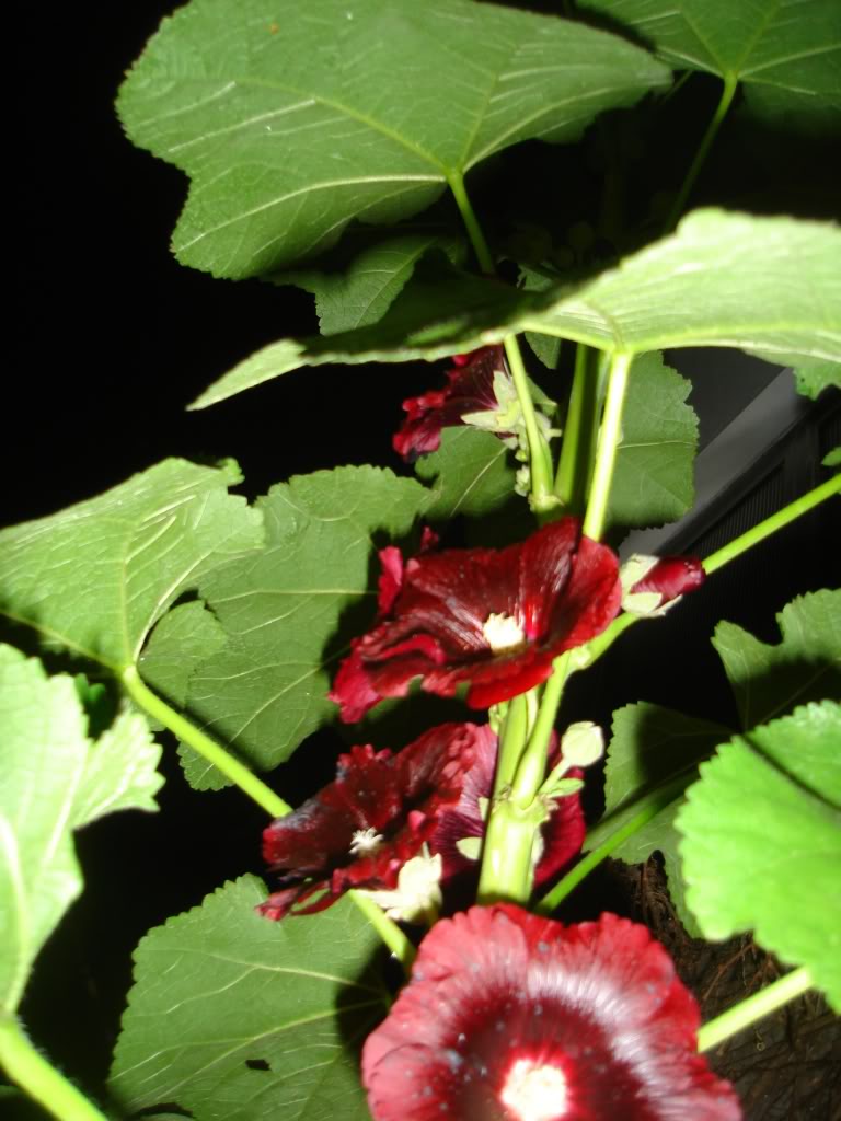 DSC02010.jpg