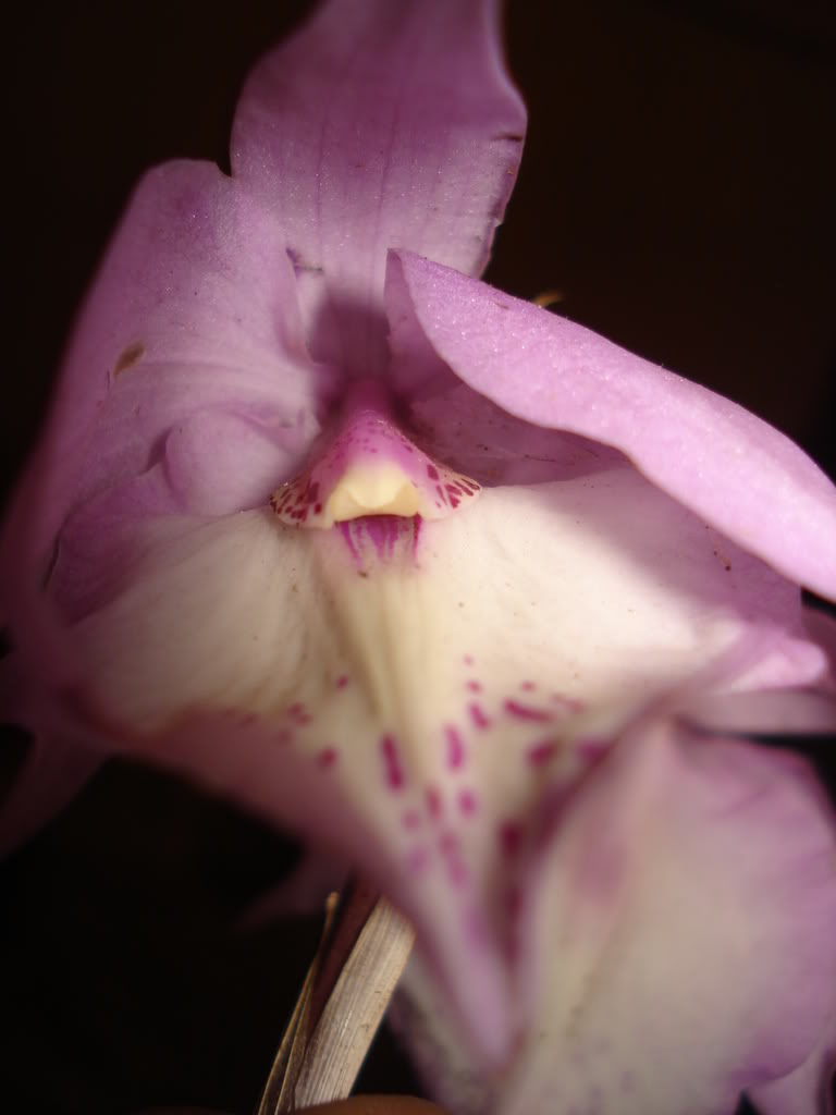 DSC02016.jpg