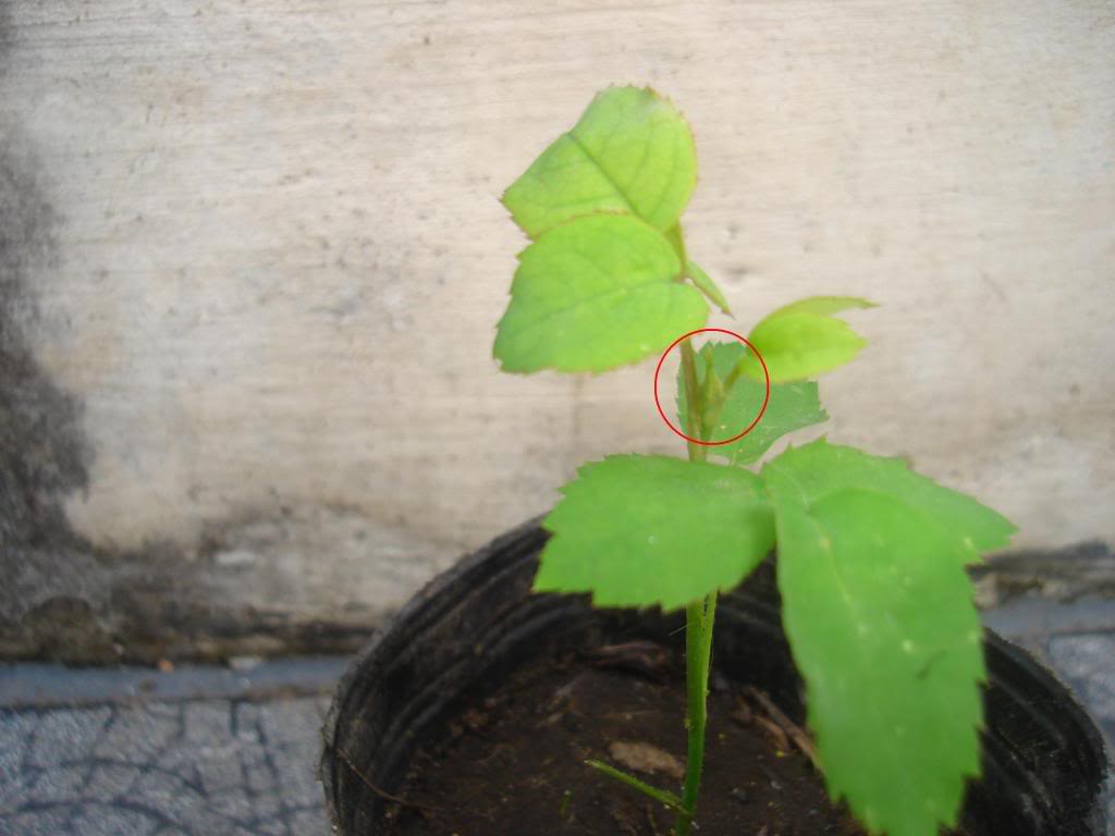 DSC02021.jpg