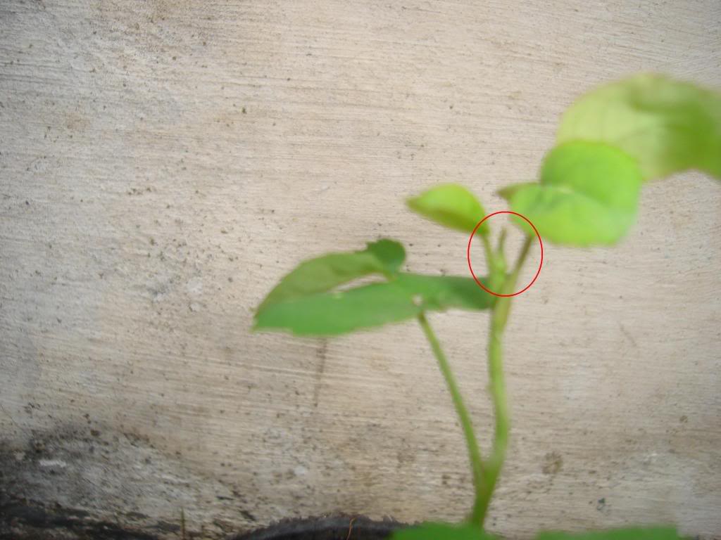 DSC02023.jpg