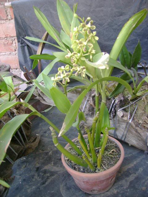 DSC02027.jpg