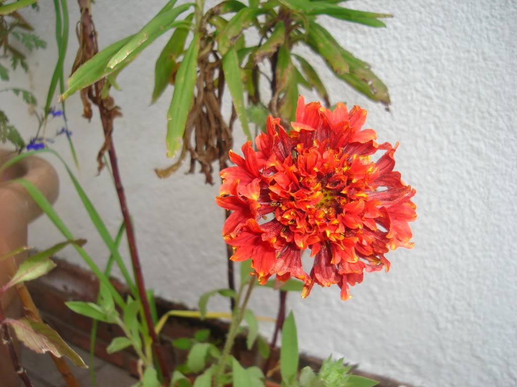 DSC02027.jpg