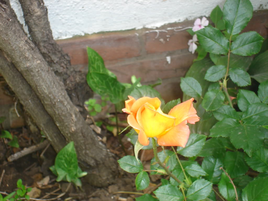 DSC02030.jpg