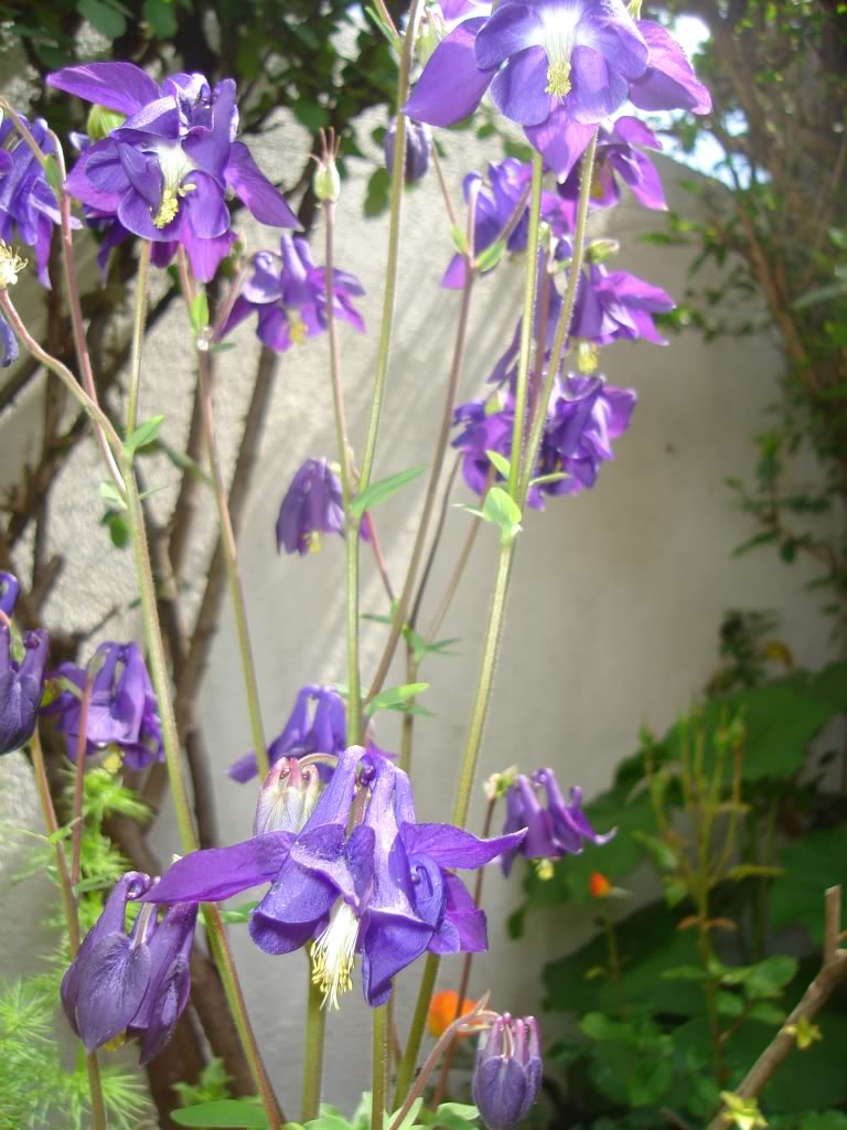 DSC02031.jpg