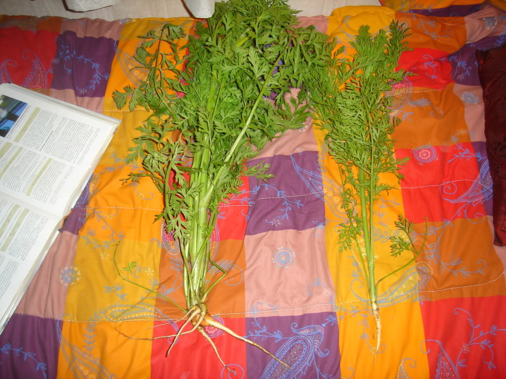 DSC02032.jpg