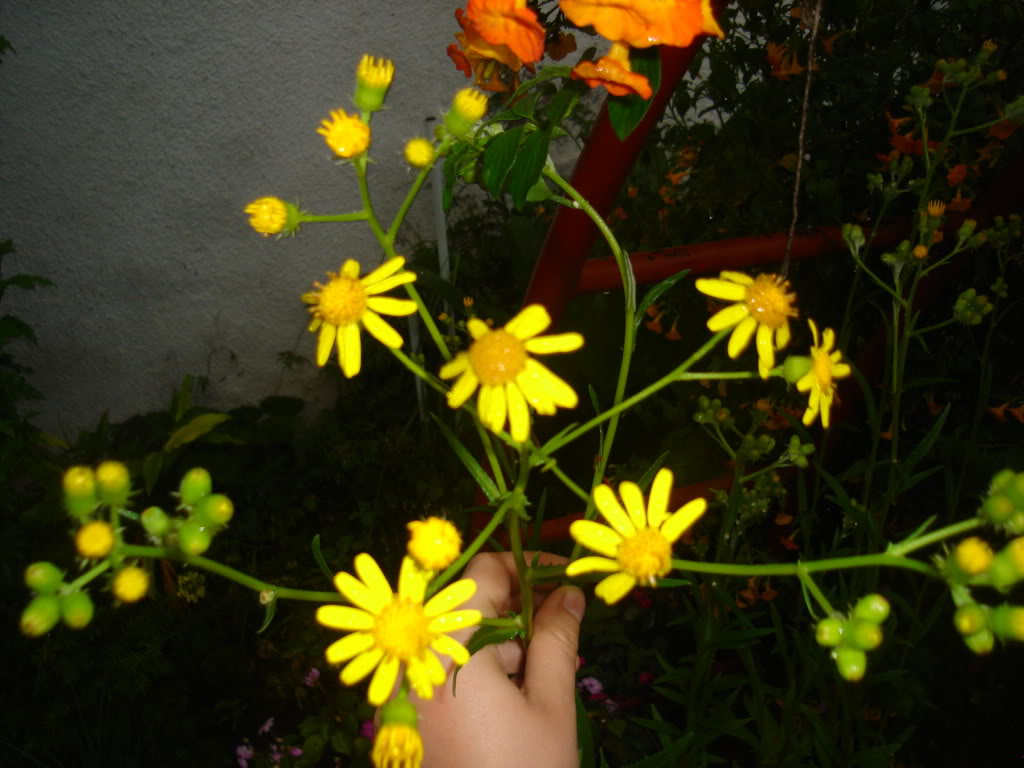 DSC02033.jpg