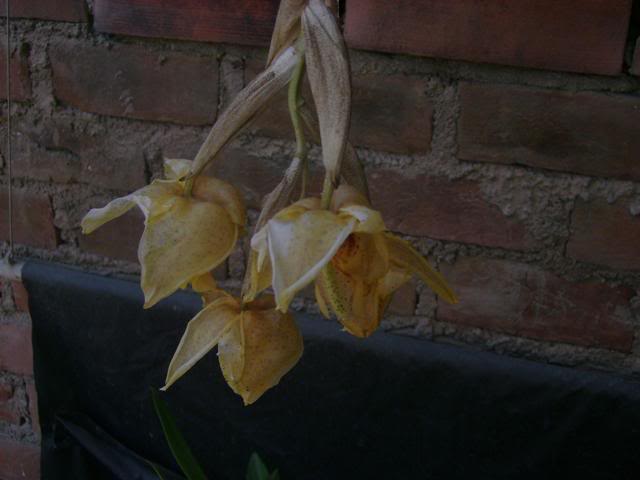 DSC02034.jpg