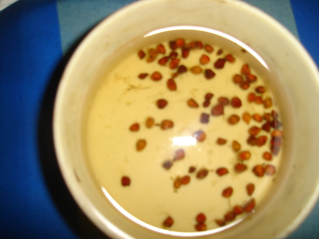 DSC02034.jpg