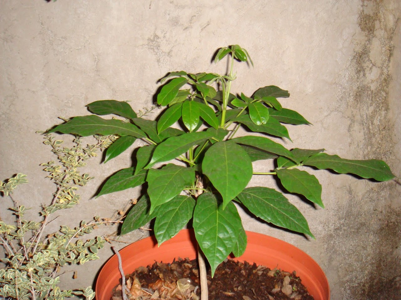 DSC02034.JPG