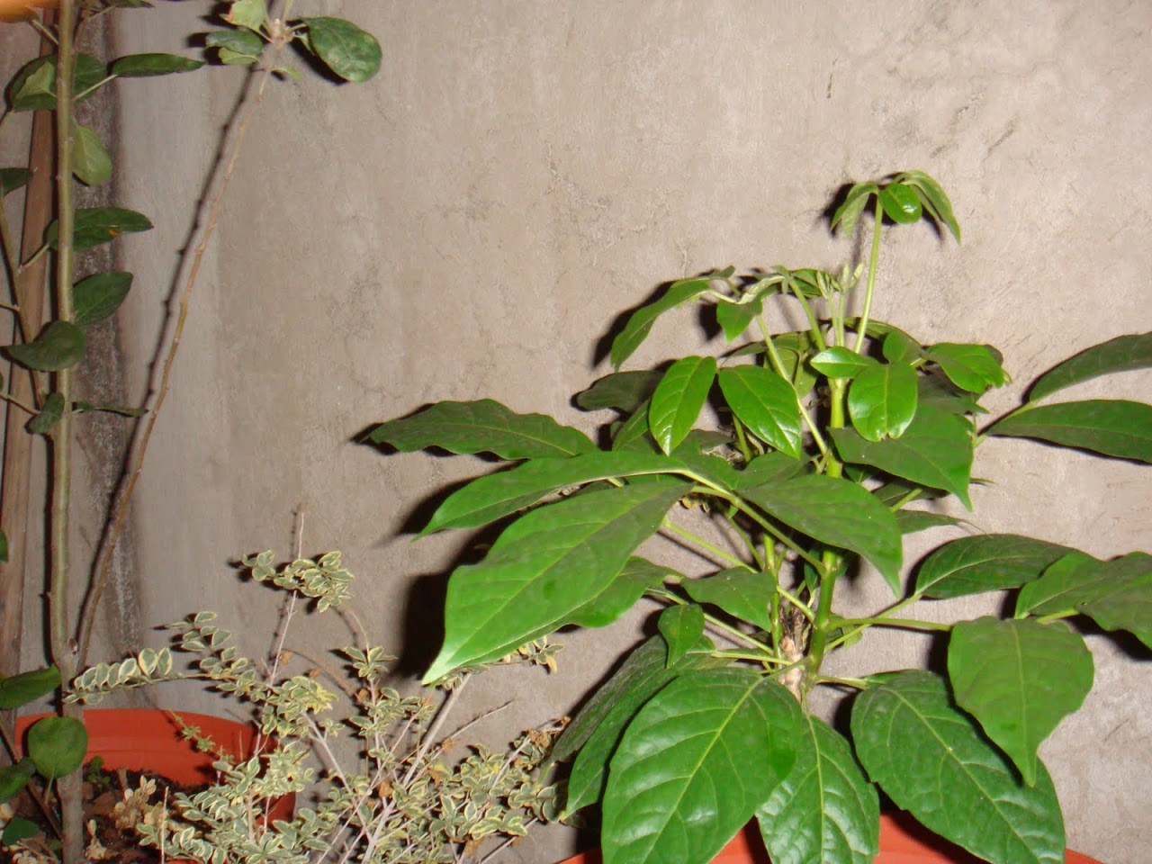 DSC02035.JPG