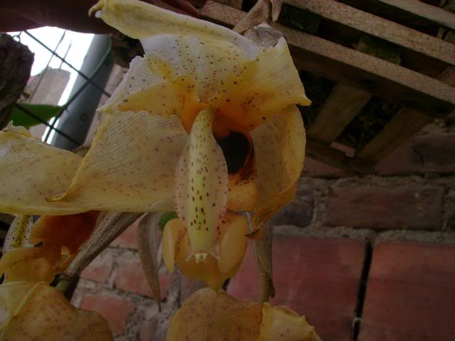 DSC02036.jpg