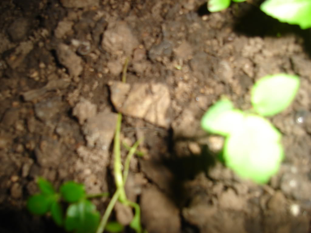 DSC02037.jpg