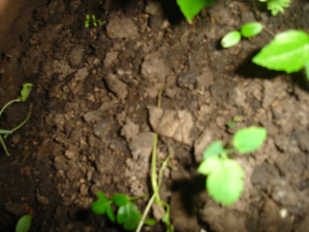 DSC02038.jpg